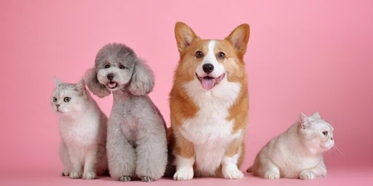 केंद्र सरकारचे नवीन नियम जारी; पाळलेल्या विदेशी प्राण्यांची नोंदणी आता बंधनकारक