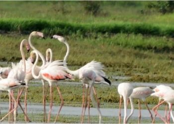 नवी मुंबईतील फ्लेमिंगोच्या अदिवासावर घाला; पाणथळ जागेवर सिमेंटच्या इमारती उभ्या राहणार
