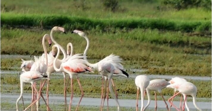 नवी मुंबईतील फ्लेमिंगोच्या अदिवासावर घाला; पाणथळ जागेवर सिमेंटच्या इमारती उभ्या राहणार