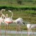 नवी मुंबईतील फ्लेमिंगोच्या अदिवासावर घाला; पाणथळ जागेवर सिमेंटच्या इमारती उभ्या राहणार