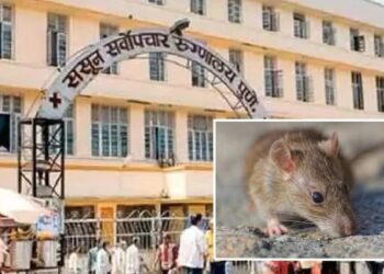 ससूनमधील अतिदक्षता विभागात रुग्णाला उंदीर चावल्याने, वैद्यकीय अधीक्षकांची तडकाफडकी बदली