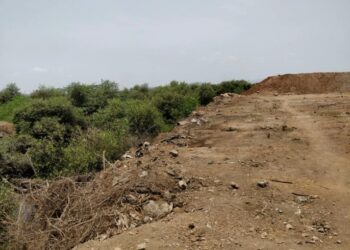 वन विभागाकडे २०११ हेक्टर खारफुटी जंगल हस्तांतरित करण्यास प्राधिकरणांकडून होतोय विलंब