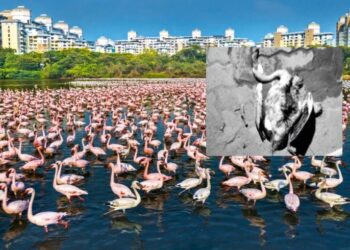 अपर मुख्य प्रधान वनसंरक्षकांची माहिती; फ्लेमिंगाेंच्या मृत्यूची वनविभागाकडून चौकशी