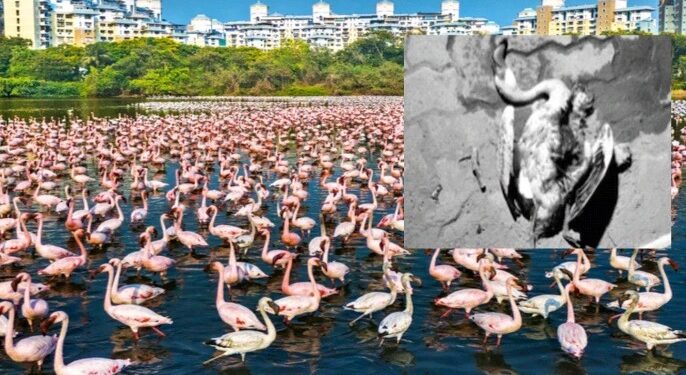 अपर मुख्य प्रधान वनसंरक्षकांची माहिती; फ्लेमिंगाेंच्या मृत्यूची वनविभागाकडून चौकशी