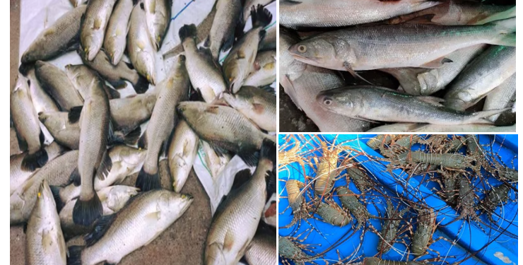 रायगडच्या समुद्रातून जिताडा, रावस आणि शेवंड हे मासे समुद्रातून गायब झाल्यामुळे मच्छीमार हवालदिल