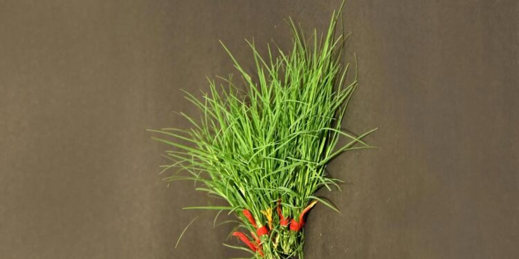 तुम्हाला माहित आहे का ‘दुर्वां’चे औषधी फायदे?