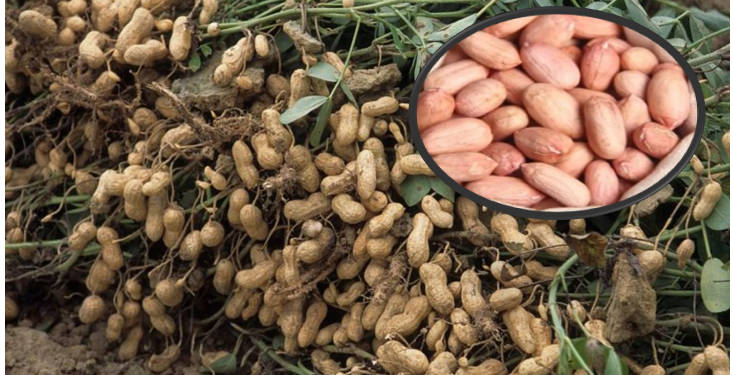 हिवाळ्यात भूईमुगाचे दाणे खा, मिळतात आश्चर्यकारक फायदे