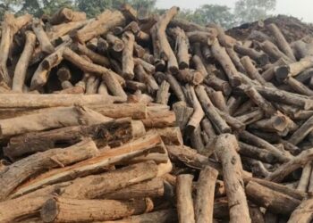 नाशिकच्या खैर तस्करीचे धागेदाेरे थेट चिपळूणपर्यंत; नाशिक वन विभागाकडून चौघांना अटक