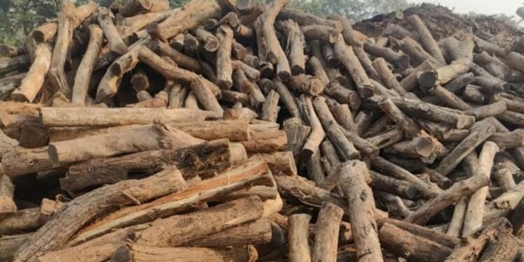 नाशिकच्या खैर तस्करीचे धागेदाेरे थेट चिपळूणपर्यंत; नाशिक वन विभागाकडून चौघांना अटक