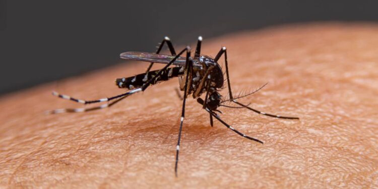 ठाण्यात डेंग्यूसह मलेरियाच्या रुग्णसंख्येत वाढ, पालिकेकडून काळजी घेण्याचे आवाहन