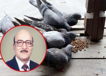 “कबुतरांना खाणे दिले नाही, तर ते मरतील, ही समजूत चुकीची”, डॉ. कल्याण गंगवाल यांची माहिती
