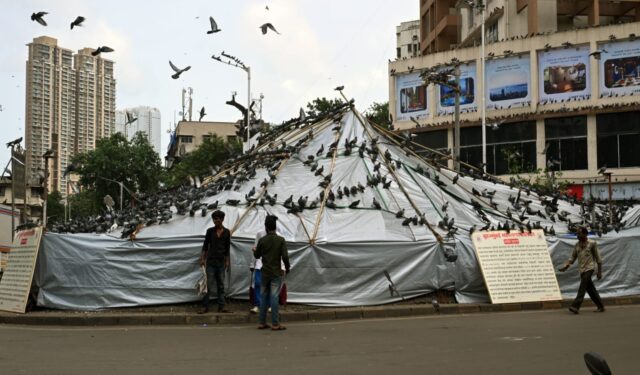 BMC has shut down Dadar Kabutarkhana