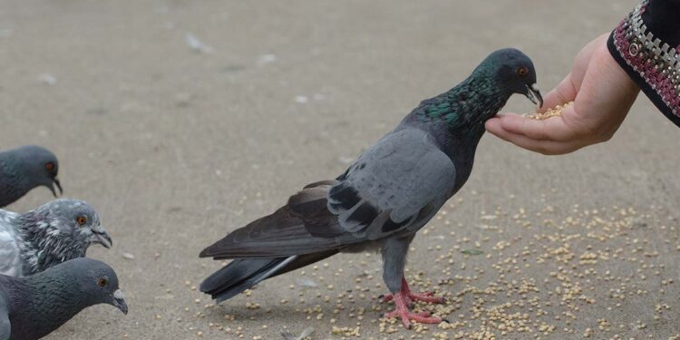 कबुतरखाना ट्रस्टची महापालिकेकडे विनंती, सकाळी ६ ते ८ या वेळेत कबुतरांना खाद्य द्यावे