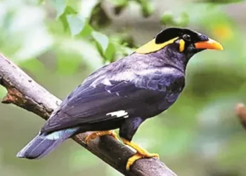 ठाण्यात पक्षीपालनगृहासाठी राज्य शासनाने पालिकेला दिला १० कोंटींचा निधी