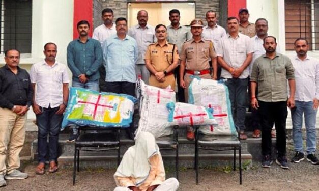 साताऱ्यातील माण तालुक्यात गांजाची लागवड; गुन्हे शाखेचा छापा, १० लाखांचा गांजा जप्त