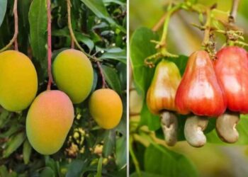 शेतकऱ्यांनी आंबा, काजू व केळी या फळपिकांचा विमा उतरवावा – विभागीय कृषी सहसंचालक शिवाजी आमले