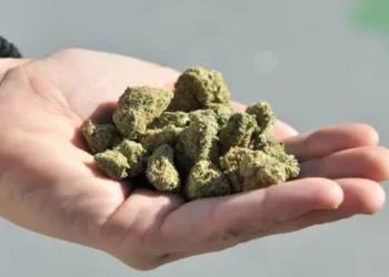 उल्हासनगरच्या तस्करांकडून ८४ लाखाचा गांजा जप्त