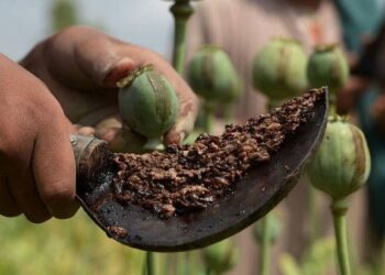 वाघोलीत अफू विक्री करणारा गजाआड, २२ लाखांचा अफू जप्त