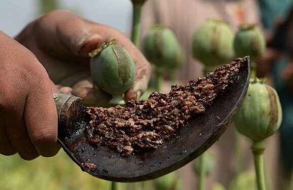 वाघोलीत अफू विक्री करणारा गजाआड, २२ लाखांचा अफू जप्त