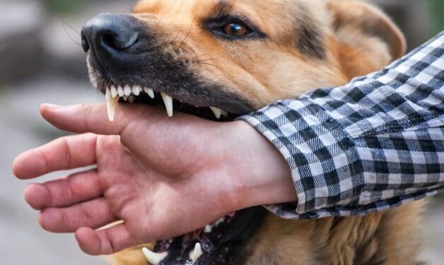 भटक्या कुत्रा हल्ल्यात मृत्यू झाल्यास ५ लाखांची नुकसानभरपाई, सरकारचा मोठा निर्णय