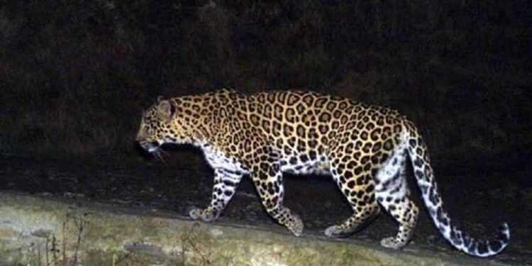 पनवेलमधील ग्रामीण भागात बिबट्याचा संचार