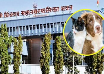 विना परवाना श्वान पाळणाऱ्यांवर होणार आता दंडात्मक कारवाई – महापालिकेचा निर्णय