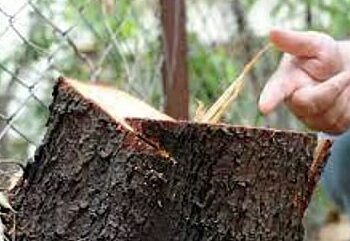 पुण्यातील डेक्कन जिमखाना परिसरातील चंदनाच्या झाडांची चोरी