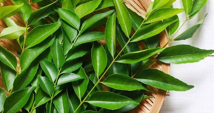 कढीपत्त्याला सोन्याचा भाव! फुकट मिळणारा कढीपत्ता आता ६०० रुपये किलो