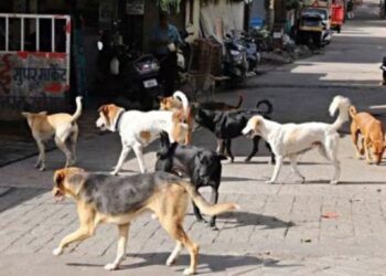 ठाणे पालिकेचा स्तुत्य उपक्रम! उड्डाणपुलाखाली आता भटक्या श्वानांना मिळणार ‘निवारा’