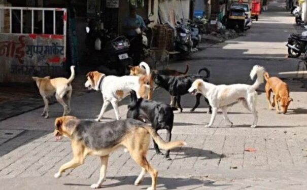 ठाणे पालिकेचा स्तुत्य उपक्रम! उड्डाणपुलाखाली आता भटक्या श्वानांना मिळणार ‘निवारा’