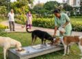 वसई-विरारमध्ये भटक्या श्वानांसाठी उभारणार ४४ ‘डॉग फीडिंग स्पॉट’!