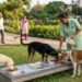 वसई-विरारमध्ये भटक्या श्वानांसाठी उभारणार ४४ ‘डॉग फीडिंग स्पॉट’!