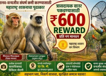 आता माकड पकडा आणि ६०० रुपये मिळवा; महाराष्ट्र सरकारचा मोठा निर्णय!