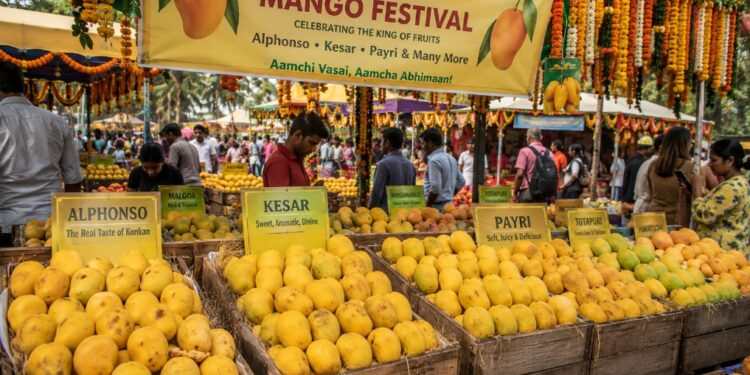 वसईत २२ मेपासून आंबा महोत्सव; विविध जातींच्या आंब्यांची मेजवानी
