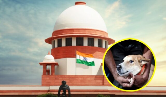 धोकादायक व रेबीजग्रस्त भटक्या कुत्र्यांवर कठोर कारवाईला मान्यता; सार्वजनिक ठिकाणांहून हटवण्याचे सर्वोच्च न्यायालयाचा आदेश कायम