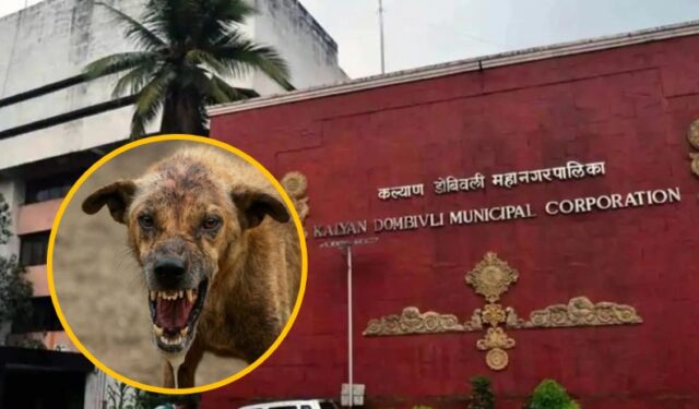 भटक्या श्वानांच्या धुडगुसानंतर अखेर कल्याण महापालिकेला आली जाग; रोज ५० श्वानांचे निर्बिजीकरण करण्याचे आदेश