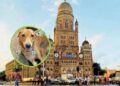मिशन २०३० : राज्यातील भटक्या कुत्र्यांना मिळणार ‘क्यूआर कोड’; महापालिकेचे रेबीजमुक्तीकडे पाऊल