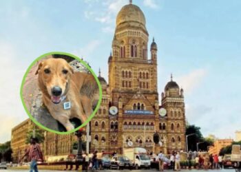 मिशन २०३० : राज्यातील भटक्या कुत्र्यांना मिळणार ‘क्यूआर कोड’; महापालिकेचे रेबीजमुक्तीकडे पाऊल
