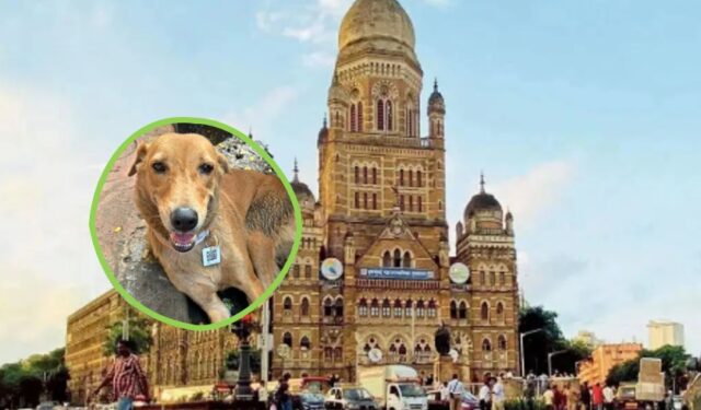 मिशन २०३० : राज्यातील भटक्या कुत्र्यांना मिळणार ‘क्यूआर कोड’; महापालिकेचे रेबीजमुक्तीकडे पाऊल