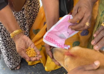 मंदिर परिसरातील श्वानांना बुंदीचा प्रसाद देऊ नका! – शिर्डीत साईभक्तांना आवाहन