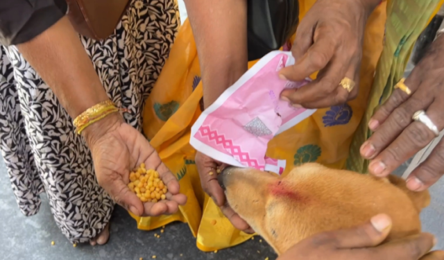 मंदिर परिसरातील श्वानांना बुंदीचा प्रसाद देऊ नका! – शिर्डीत साईभक्तांना आवाहन