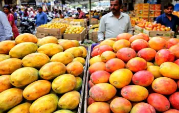 कोल्हापूरकरांची दिवाळी गोड! बाजारपेठेत हापूस आंब्याची दिमाखात एंट्री